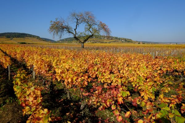 L'automne le meilleur moment pour découvrir les vignes et la Côte d'or