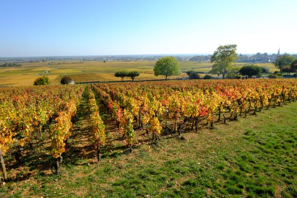 Les vignes à Volnay sur la côte de Beaune