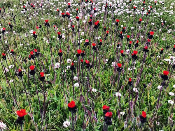 Un champ de fleurs en été, Islande