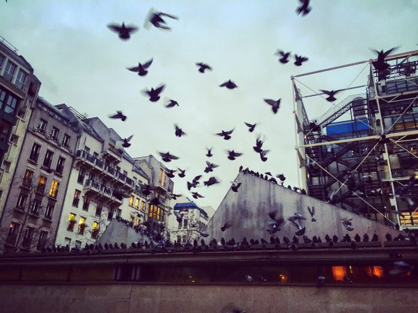 Des pigeons sur l'esplanade du musée Georges Pompidou