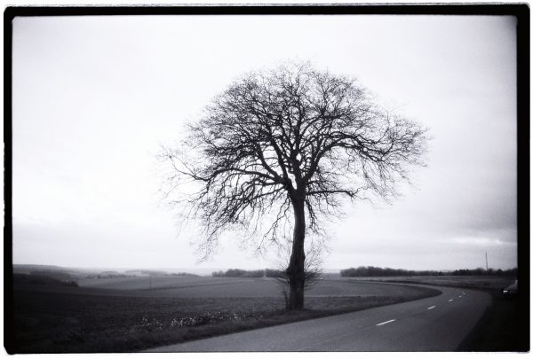 Un arbre déplumé au bord d'une route dans l'Oise
