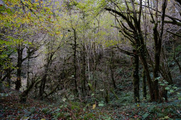 Une petite forêt marque l'entrée des gorges de Kakuetta