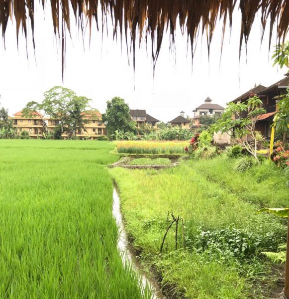 L'une des rizières à Ubud sur l'île de Bali en Indonésie