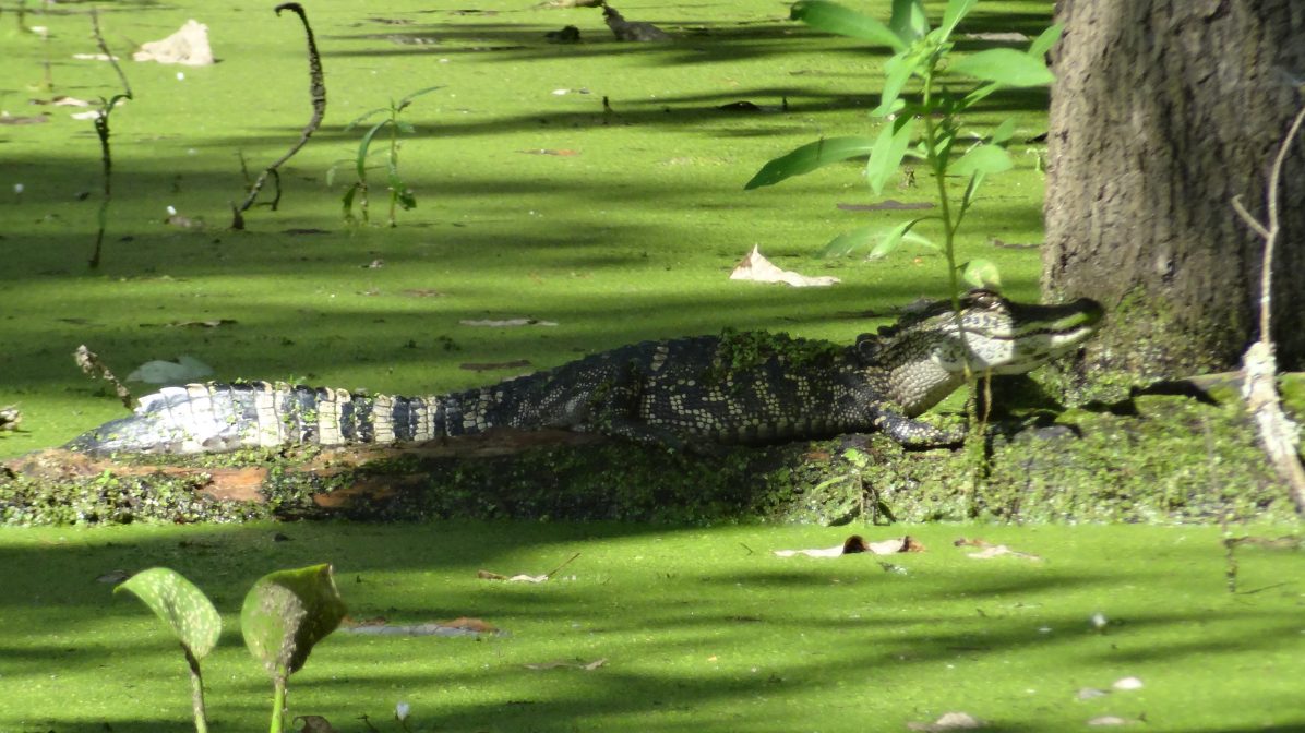 L'alligator un animal très dangereux