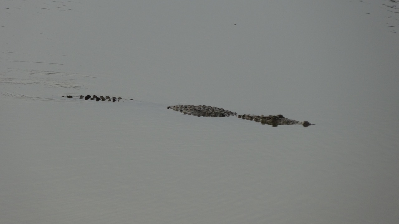 Un crocodile dans les eaux du Sri Lanka