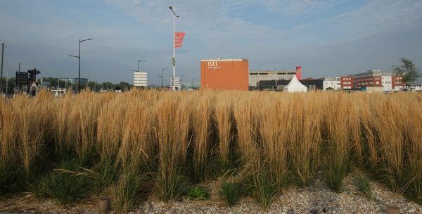 Insolite, un champ de blé installé dans le port du Havre