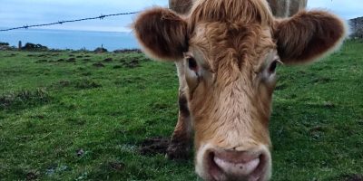 Rencontre avec une vache au Nez de Jobourg, Cotentin
