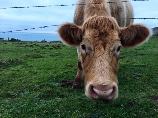 Rencontre avec une vache au Nez de Jobourg, Cotentin