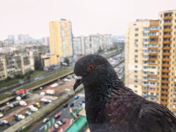 Rencontre insolite à Kiev, le pigeon aimerait bien rentrer