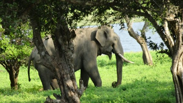 Un éléphant d'Asie au Sri Lanka