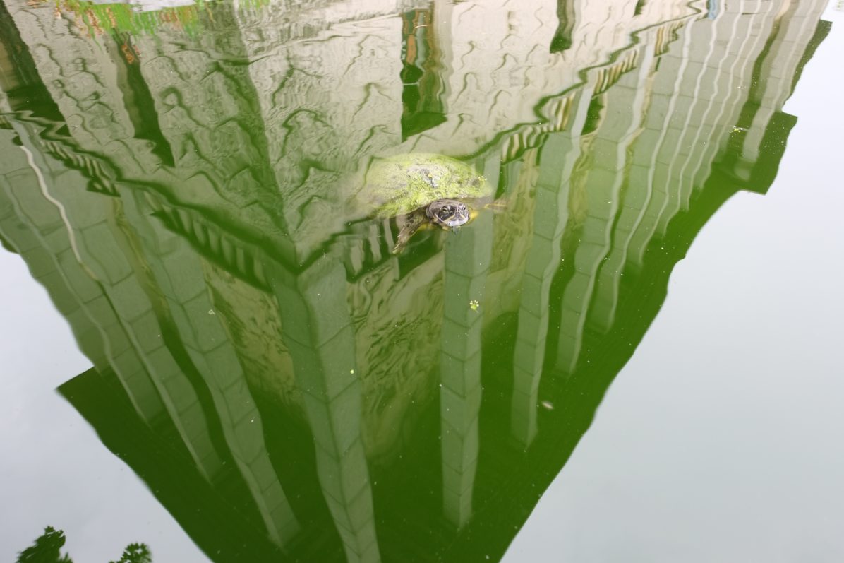 Une petite tortue méfiante au pied du Palais de la Porte Dorée