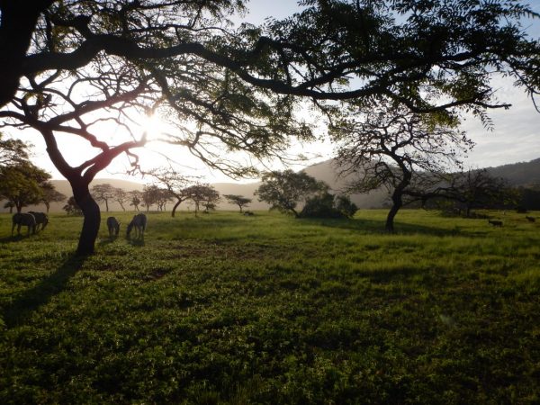 La Savane en Afrique du Sud