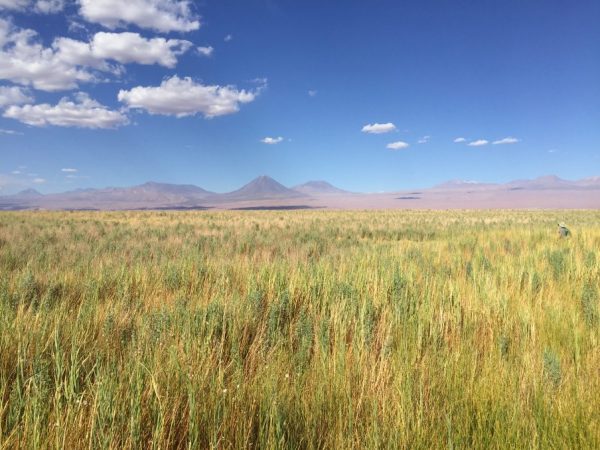 Atacama, Quelque part dans le nord du Chili