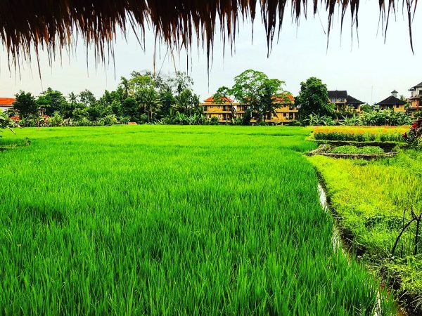 Dans les rizières d'Ubud à Bali