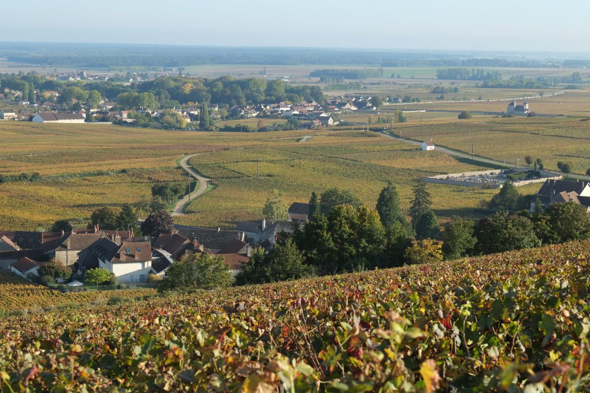 La vigne du côté du village de Chambolle-Musigny et de la côte de Nuits