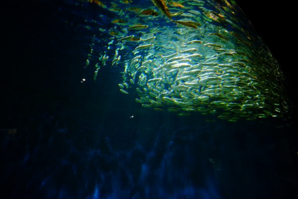 Un banc de poissons à l'aquarium de la Rochelle