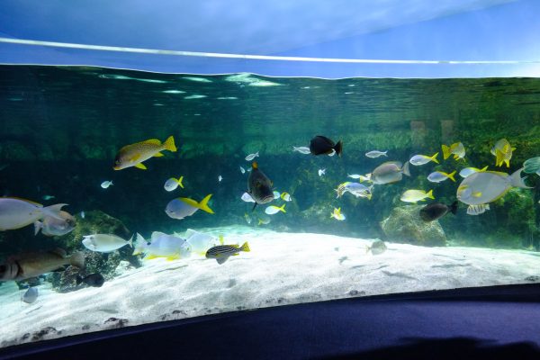 L'une des choses à faire à la Rochelle, visiter l'aquarium