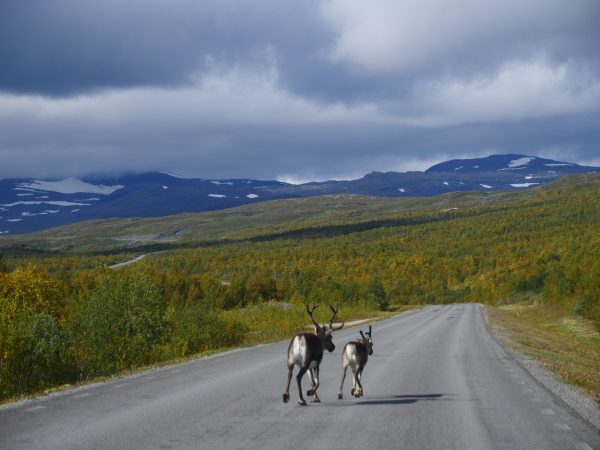 Deux rennes dans le nord de la Suède au nord de Jakkvik