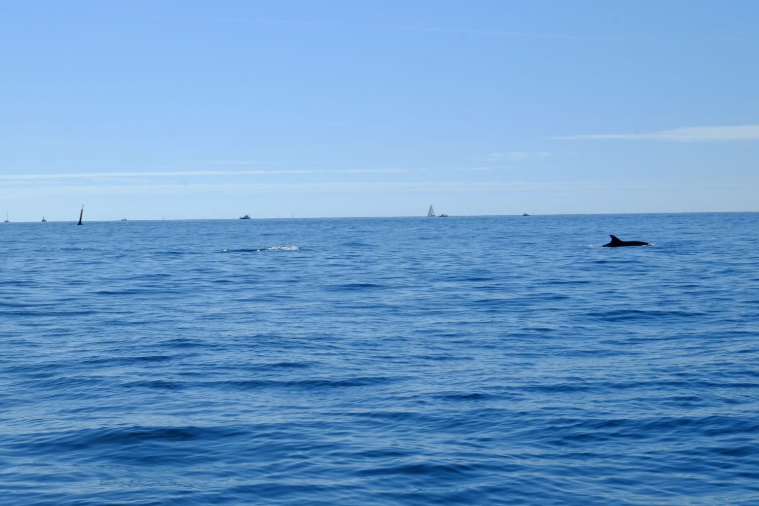 Un dauphin entre les îles du Ponant