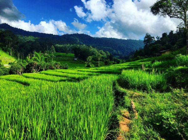 Les rizières en Thaïlande dans le parc national de Doi Inthanon