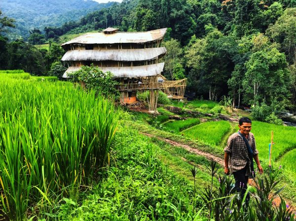 Les rizières dans le nord de la Thaïlande
