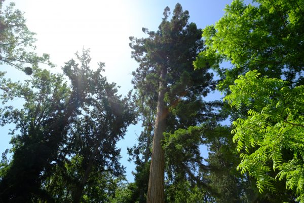 Dans les forêts de la planète