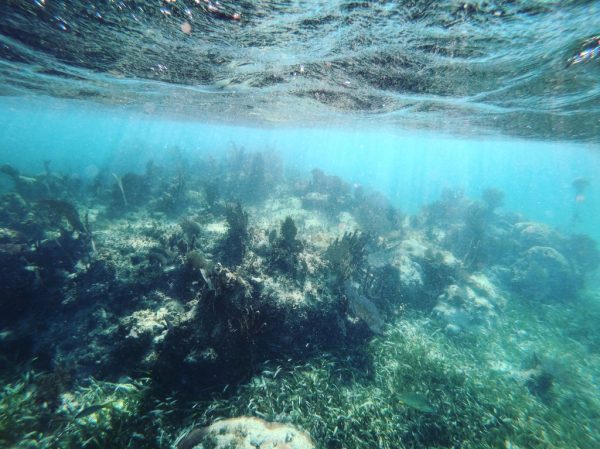 Les coraux du Yucatan, l'une des plus grandes barrières de corail du monde