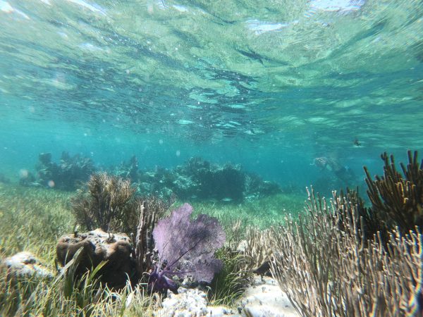 Sous un mètre d'eau on trouve une très belle barrière de corail