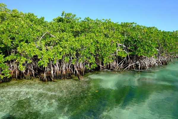 Devant la ville de Cancun c'est la lagune et la mangrove