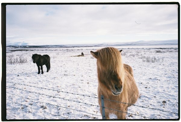 Un joli cheval dans les plaines islandaises