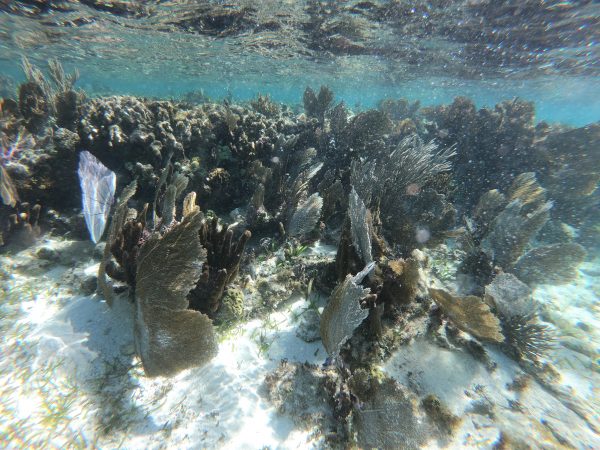 Des coraux qui rasent la surface de la mer des Caraïbes