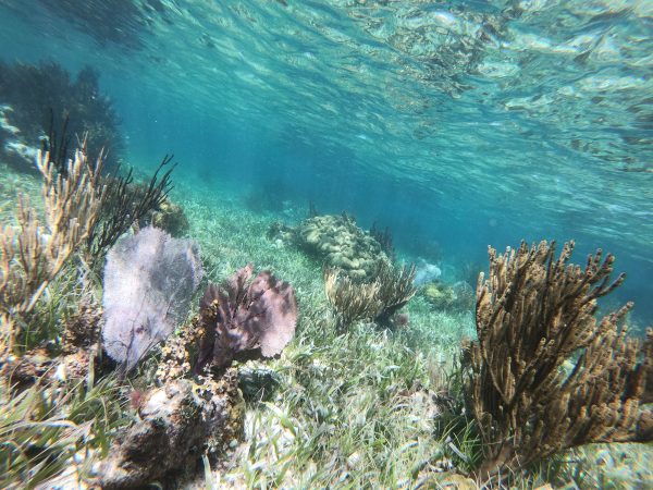 La barrière de corail au niveau de Puerto Morelos 