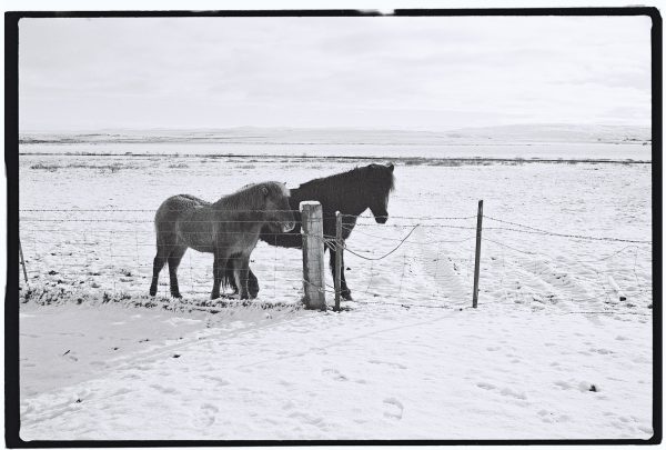 Deux chevaux islandais dans sous un timide soleil islandais