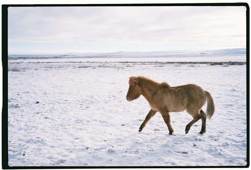 Un cheval islandais dans les plaines enneigées