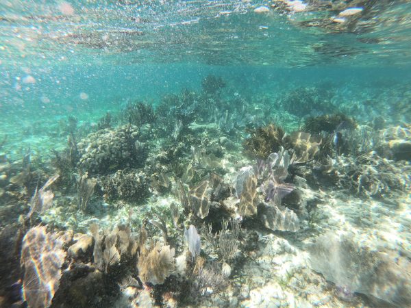 Puerto Morelos et sa très belle barrière de corail 