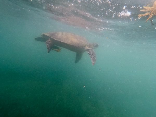 Uns magnifique tortue dans la baie d'Akumal