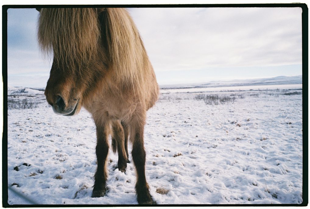 Un amour de cheval islandais