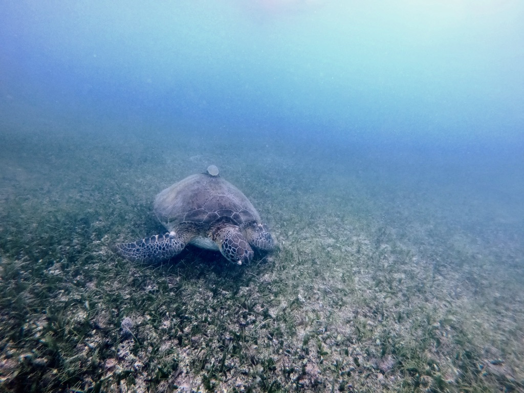 Une tortue dans le lagon d'Akumal sur la péninsule du Yucatan