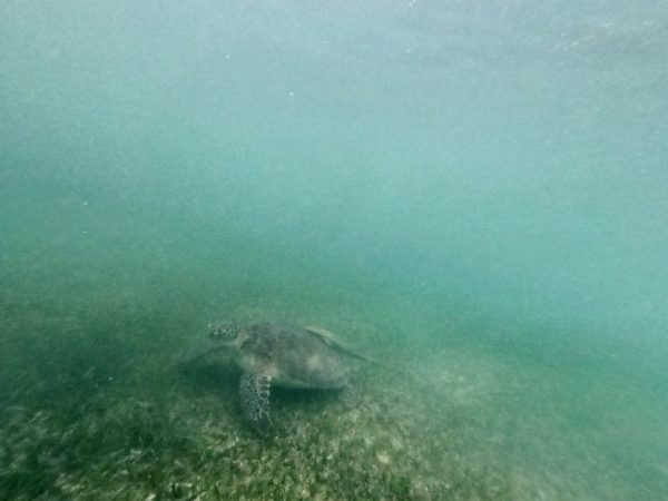 Une tortue au bord de la péninsule du Yucatan