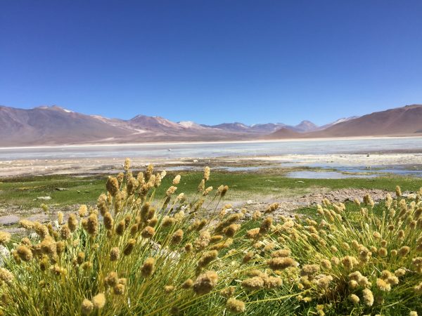 Les plaines de l'Altiplano en Bolivie