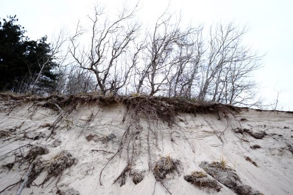 Petit à petit la forêt et la dune disparaissent