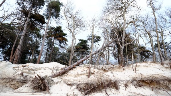 Des arbres tombent avec l'érosion de la dune