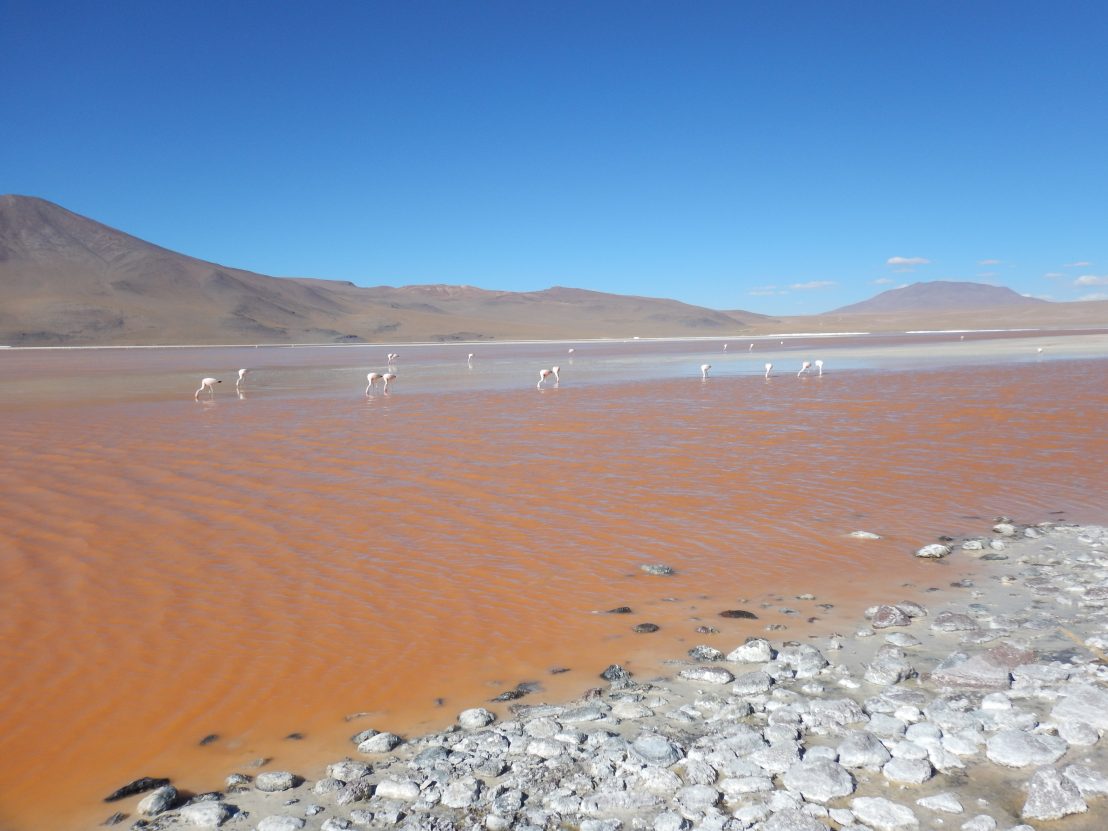La laguna Colorada dans le sud Lipez en Bolivie
