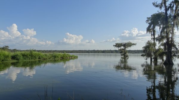 Les fameux bayous de Louisiane