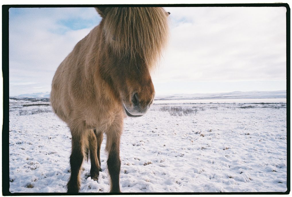 La mèche presque insaisissable du cheval islandais