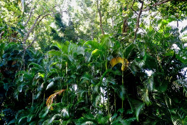 Deshaies botanical garden is a luxurious tropical forest