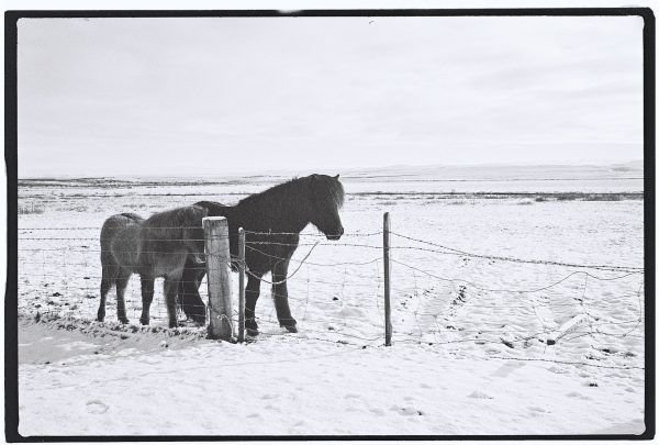 Etonnement les chevaux islandais sont des animaux très sociables