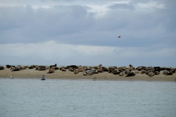 Une colonie de phoques dans le nord de Calais