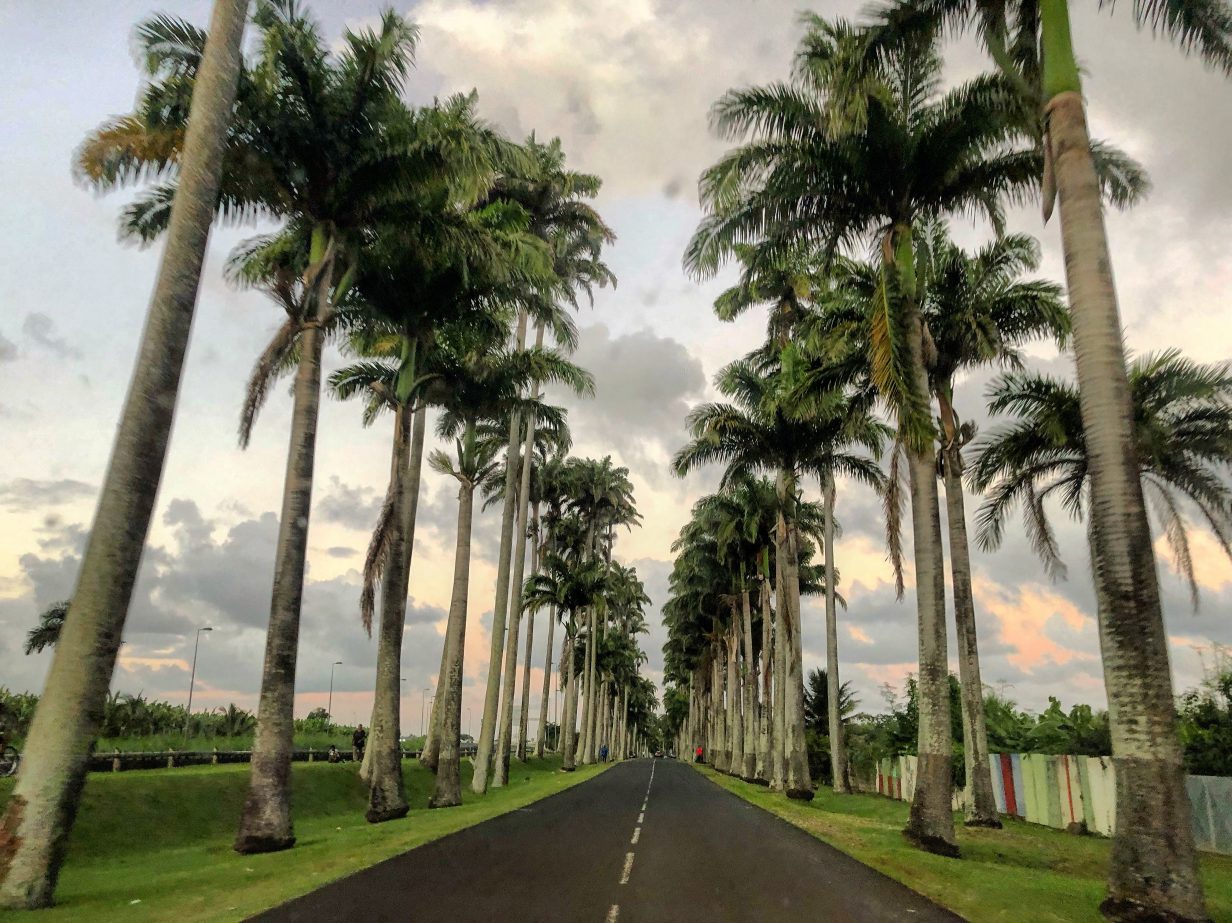 Une allée de palmier splendide en Guadeloupe