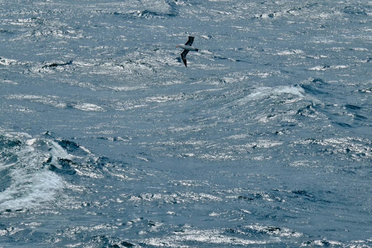 Un Albatros volant en terre de Feu